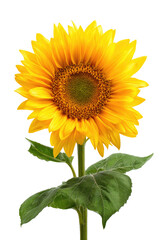Obraz premium Bright sunflower with dark center and green leaves