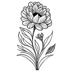Detailed monochrome botanical illustration showcasing a flowering plant with intricate petal and
