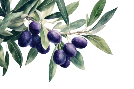 Watercolor olive branch with ripe olives and green leaves, botanical illustration, food ingredient, healthy eating, mediterranean diet, isolated on transparent background - Powered by Adobe