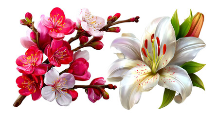 Fototapeta premium Vibrant Cherry Blossom and Elegant Lily Floral Illustration Isolated on Background