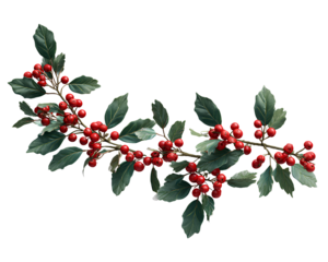 Holly plant, holiday decoration Christmas garland with red berries on transparent background cutout PNG file