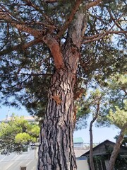 squirrels on a pine tree