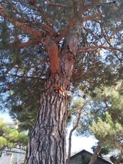 squirrels on a pine tree
