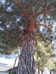 squirrels on a pine tree