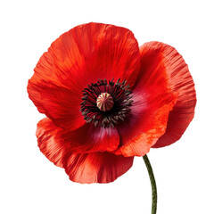 Vivid Red Poppy Flower Black Background Botanical Beauty, isolated on a transparent background