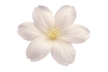 Fototapeta premium White flower with transparent background, ideal for adding a touch of elegance to spring-themed projects