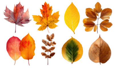 Nine vibrant autumn leaves in various colors