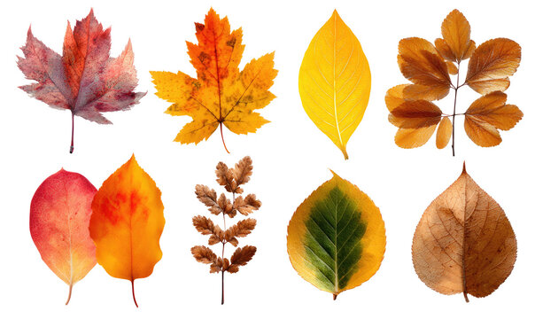 Nine vibrant autumn leaves in various colors