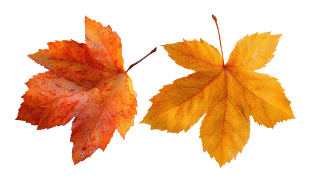 Two autumn leaves, orange and red, on black background