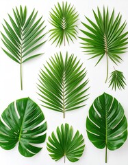 Assorted vibrant green tropical leaves, palm fronds, and monstera arranged on a clean white backdrop, showcasing textures and patterns