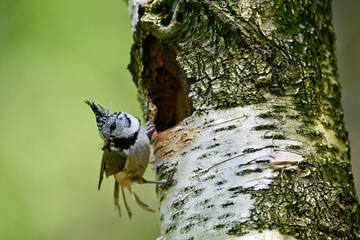 Crested tit (Lophophanes cristatus) at the nest in a woodpecker hole // Haubenmeise am Nest in einem Spechtloch © bennytrapp