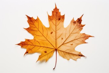 Fototapeta premium Real Pressed a Autumn leafs autumn maple plant.