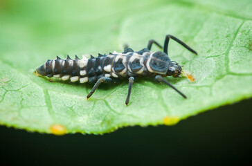 Ladybug larva eating aphids on green leaf