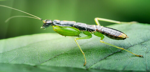 Praying mantis perched on a vibrant green leaf