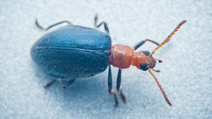 Blue beetle crawling on white surface: close-up of insect exploring environment