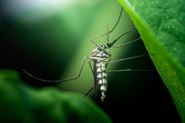 Asian tiger mosquito resting under green leaf in nature