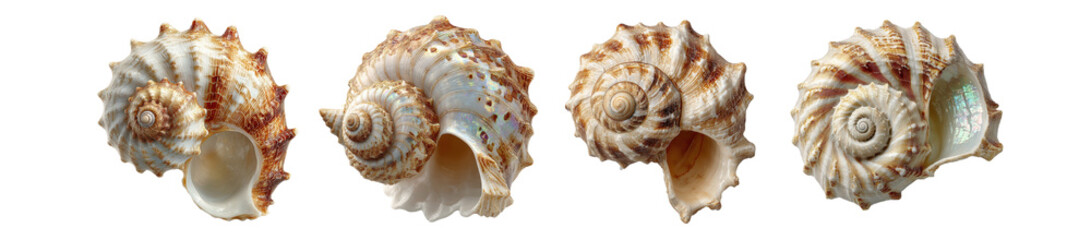 Obraz premium PNG set Natural Seashells Collection Isolated on Transparent backround