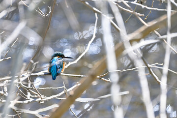 枝に留まっているカワセミ