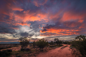 A curved dirt track disappears into drought resistant scrub and trees under a pink cloud sunrise at Lake Bindegolly National Park near Thargomindah in South West Queensland, Australia.