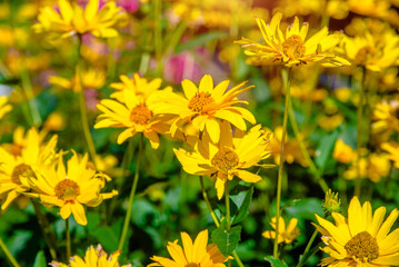 Yellow daisies grow in the meadow in summer
