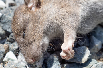 A dead field mouse. Pest control conceptiont