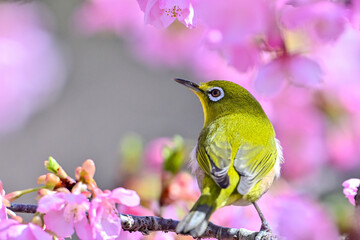 河津桜とメジロ