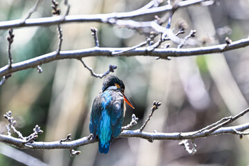 枝に留まっているカワセミ