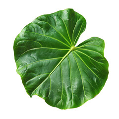 Obraz premium Lush Green Leaf Isolated on Black Background Botanical Beauty Nature Photography, isolated on a transparent background