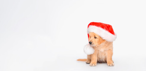 Golden retriever puppy sits on white background with space for text, the size of the cover of a popular social networking site in a Santa Claus hat. Isolated puppy. Christmas and New Year concept.