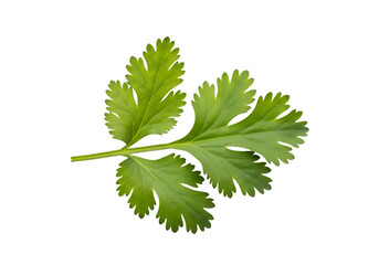 Fresh, vibrant cilantro leaf, detailed and isolated on a pure black background.