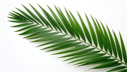 Obraz premium A bright green palm frond diagonally crosses a clean white background, featuring symmetrical pointed leaves along a central stem