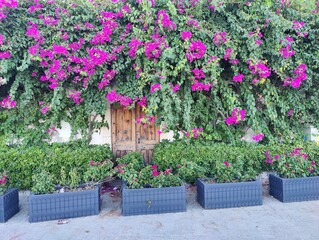 Fototapeta premium Vibrant bougainvillea cascading over an old wooden door, flanked by modern planters, symbolizing the powerful contrast between nature's wild beauty and structured human design, and a hidden gateway.