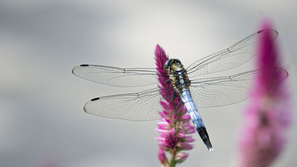 青いトンボ - 夏の風景、草花に留まるオニヤンマ
