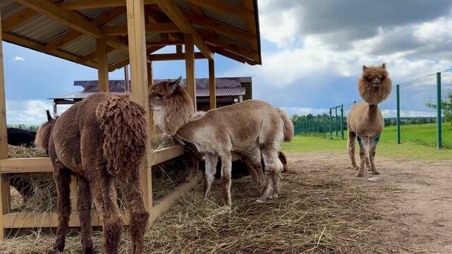 brown, white, and black alpacas on a farm eating hay on a summer day Video 4k 
