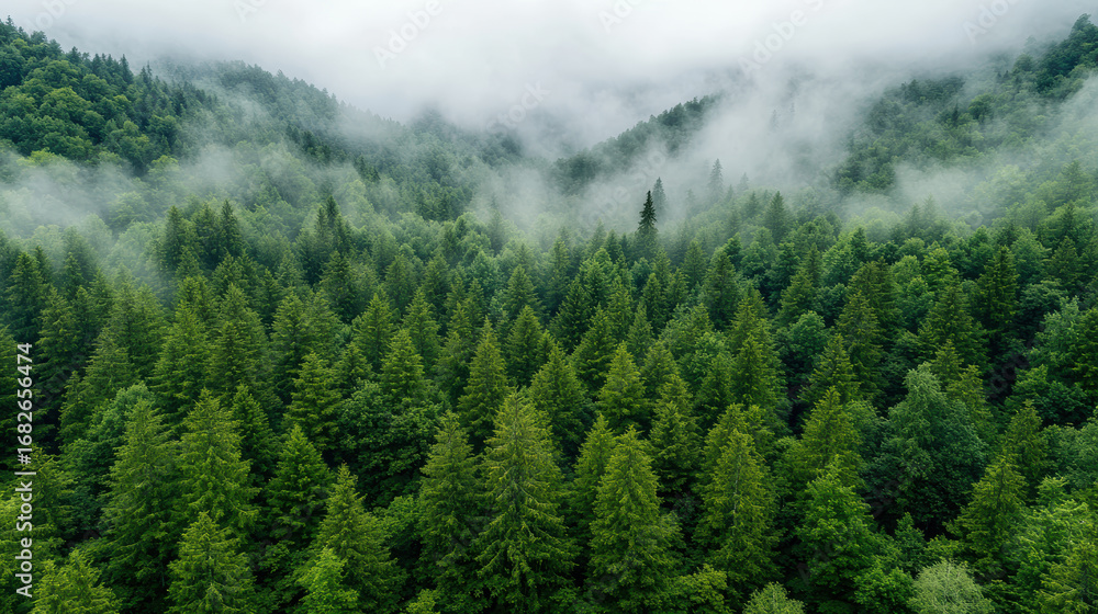 Poster dense forest with layers of morning mist creating serene atmosphere