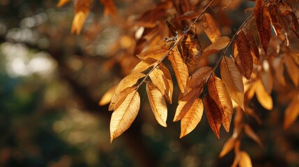 Swietenia mahogany in fall