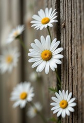 Obraz premium Close-Up of White Daisies Blooming Through Rustic Wooden Fence in a Serene Garden Setting