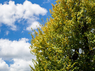 紅葉し始めたエドヒガン桜の木と青空
