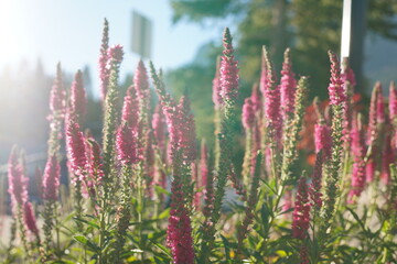Veronica flowers, commonly known as Pink Candles, bloom brightly under sunlight with tall spikes of...