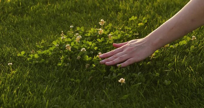 Slow life unfolds in summer meadow. Slow life shows hand touching grass and clover with calm movement. Warm sunlight highlights hand and flowers, mindful. Slow life reflects harmony with nature.