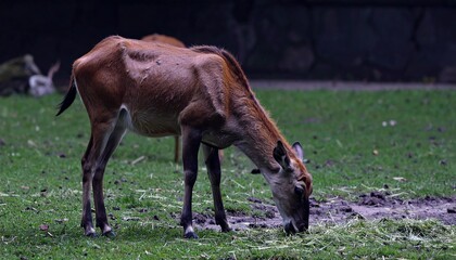 Here's a clear and detailed prompt for generating a **single, large image of an antelope eating grass**, in a **realistic style**:

---

**Prompt (for AI image generation):**
"A single, large, high-qu
