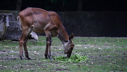 Here's a clear and detailed prompt for generating a **single, large image of an antelope eating grass**, in a **realistic style**:

---

**Prompt (for AI image generation):**
"A single, large, high-qu