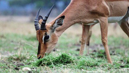 Here's a clear and detailed prompt for generating a **single, large image of an antelope eating grass**, in a **realistic style**:

---

**Prompt (for AI image generation):**
"A single, large, high-qu