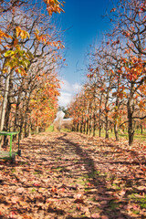 Beautiful persimmon trees with beautiful autumn colours and blue sky in Western Australia. Beautiful colourful leaves of the vineyards. Bright sunny day.