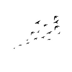 Vector silhouettes of flying birds isolated on white, perfect for nature and freedom concepts.