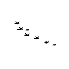 Vector silhouettes of flying birds isolated on white, perfect for nature and freedom concepts.