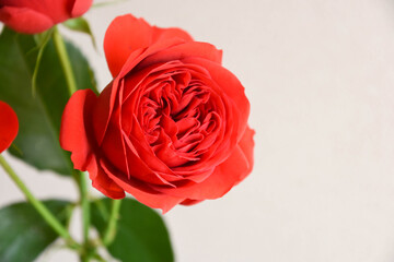 赤い薔薇