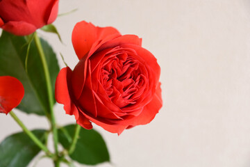赤い薔薇