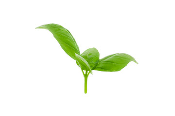 fresh green leaves of basil isolated on a white background