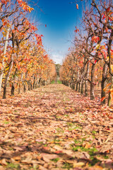 Beautiful persimmon trees with beautiful autumn colours and blue sky in Western Australia. Beautiful colourful leaves of the vineyards. Bright sunny day.
